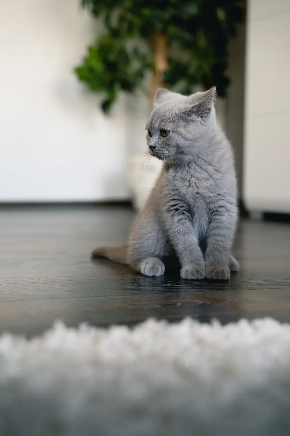 Cat with urinary issues showing emergency signs needing immediate veterinary care