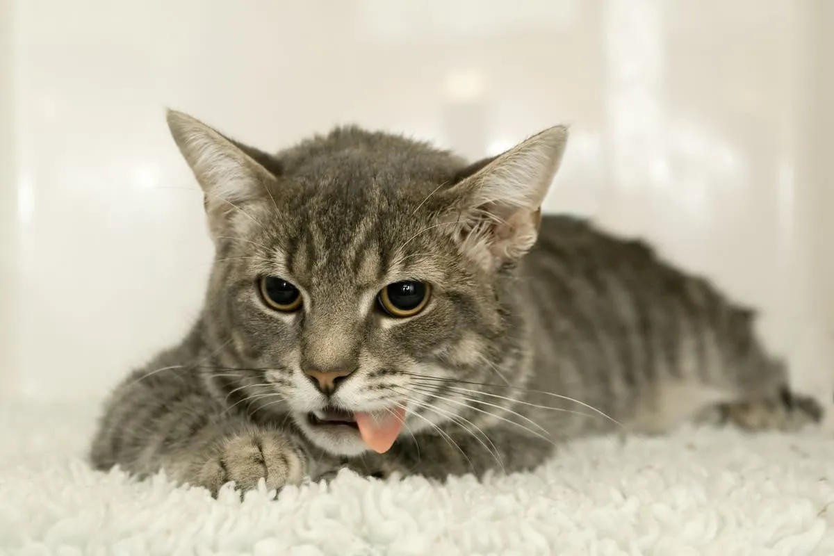 Cat showing signs of poisoning including vomiting and lethargy requiring emergency clinical assessment