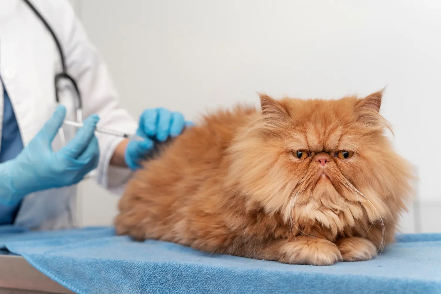 Severe poisoning in cats requiring emergency care showing seizures, respiratory distress, and collapse
