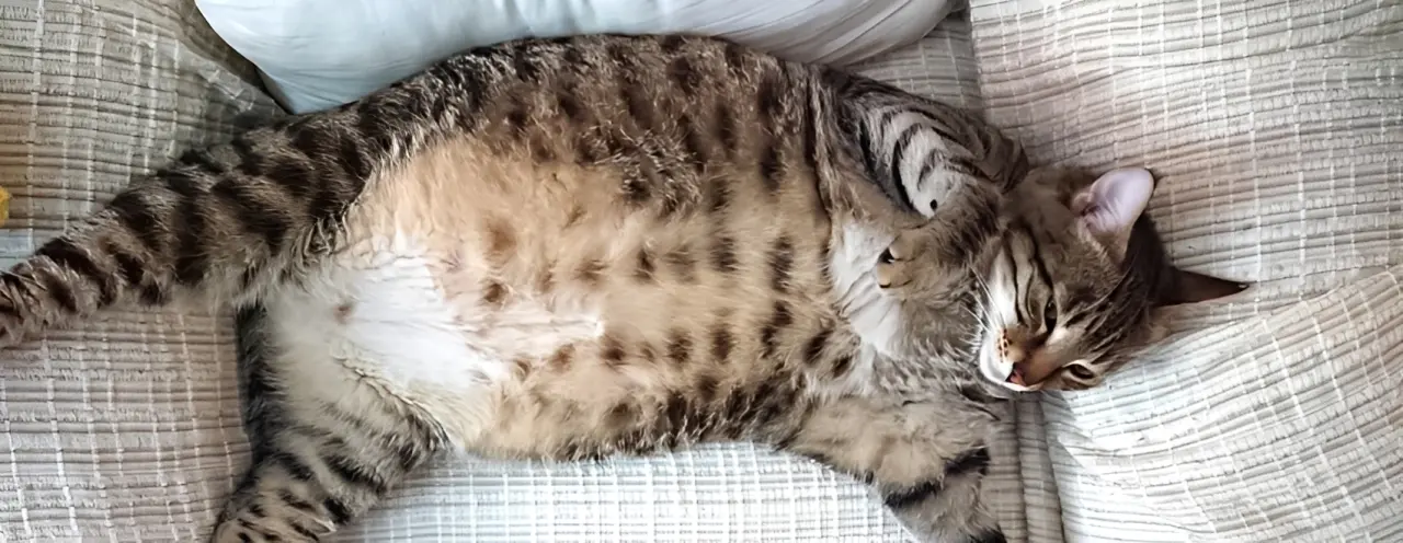 Emergency pregnancy complications in cats requiring prompt veterinary care showing dystocia, eclampsia, and distress