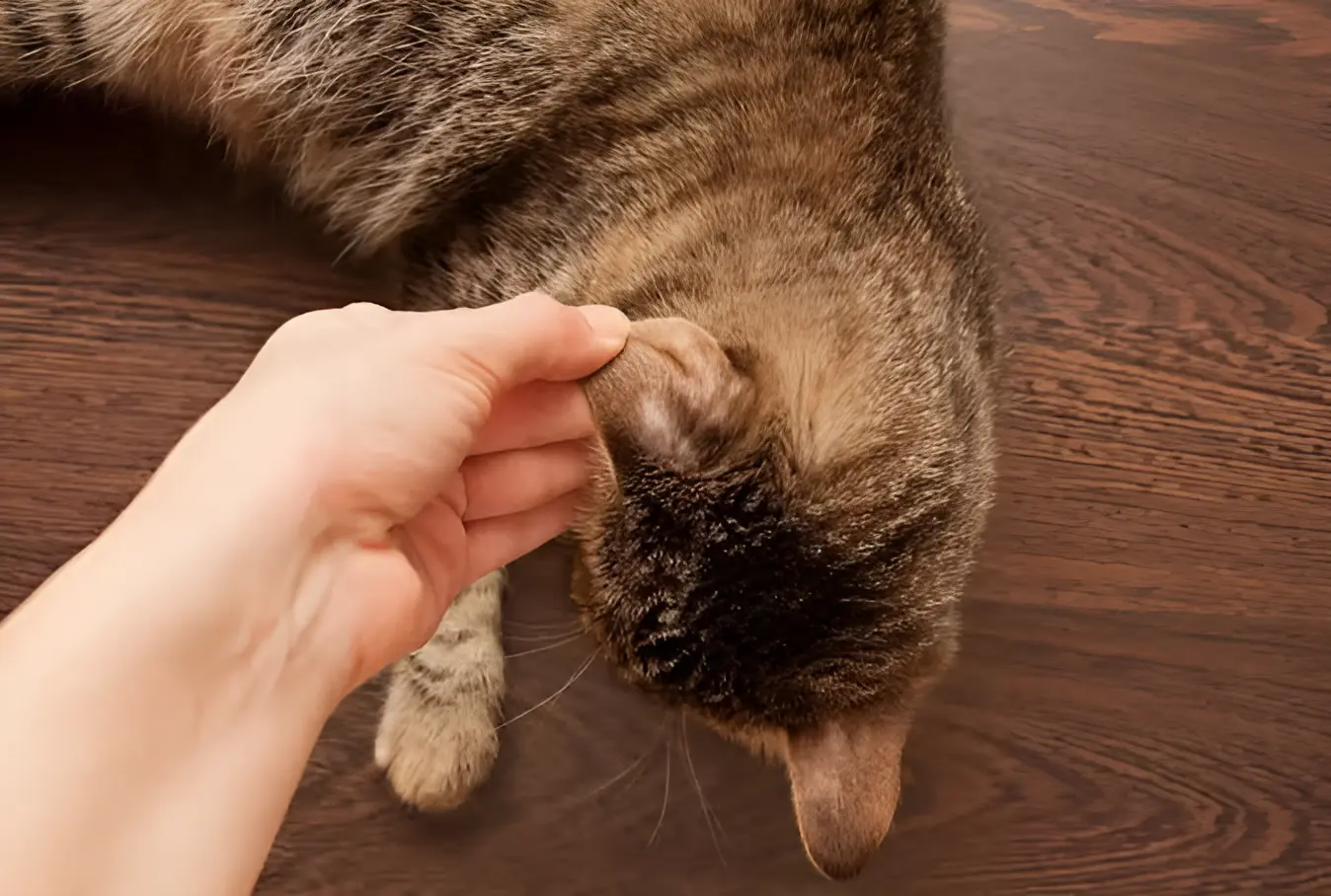 Cat showing signs of ringworm including circular hair loss and scaling requiring clinical assessment