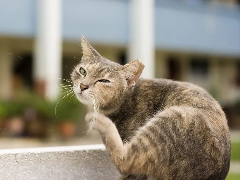 Cat Scratching Ears 1