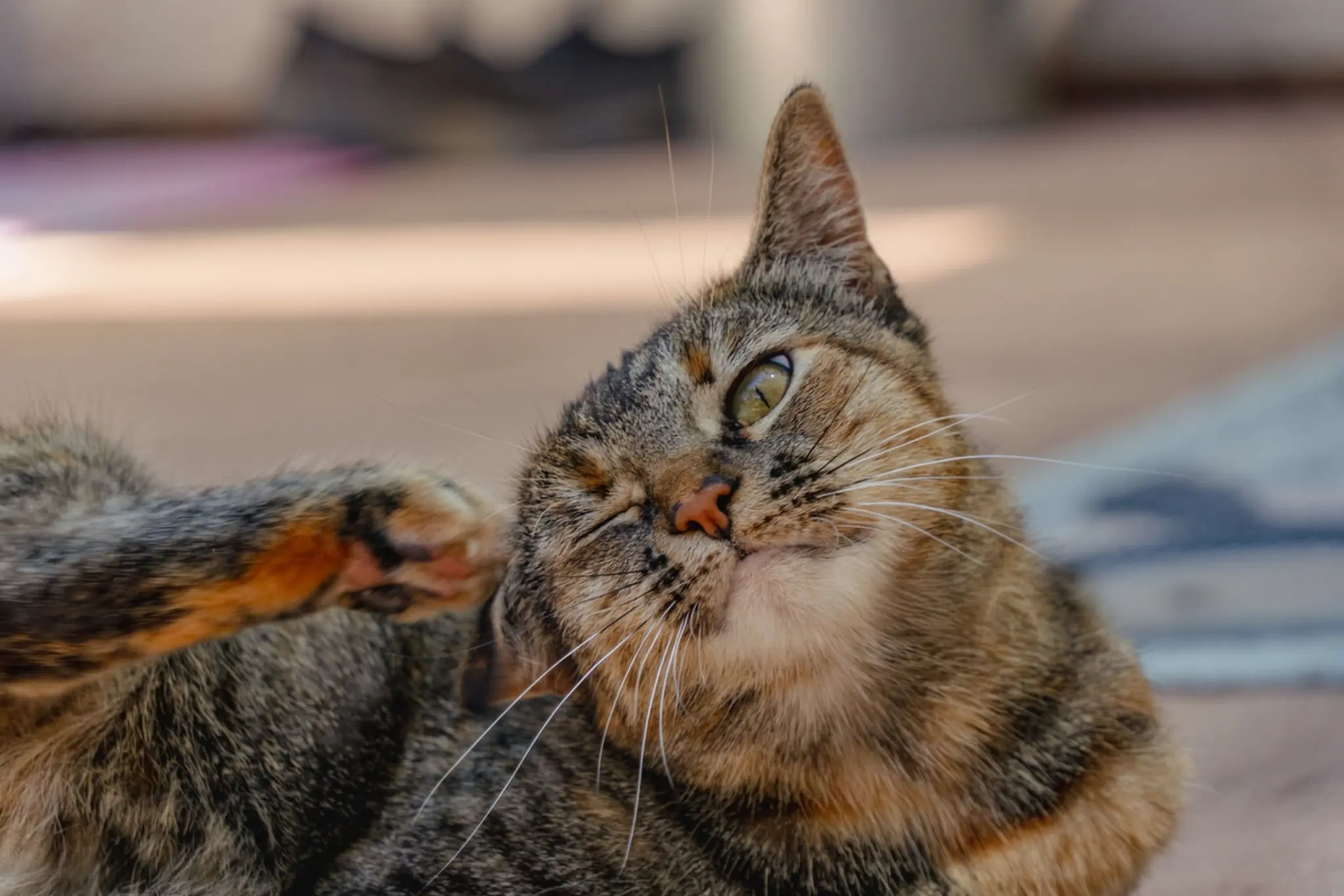 Cat scratching ears: clinical assessment and triage support