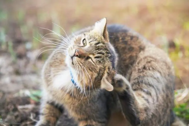 Emergency signs of severe ear conditions in cats requiring immediate veterinary care