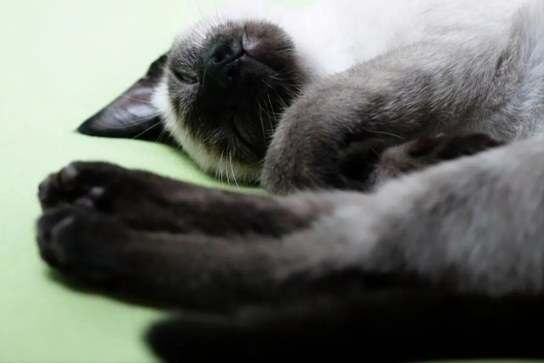 Cat seizure: clinical assessment and triage support