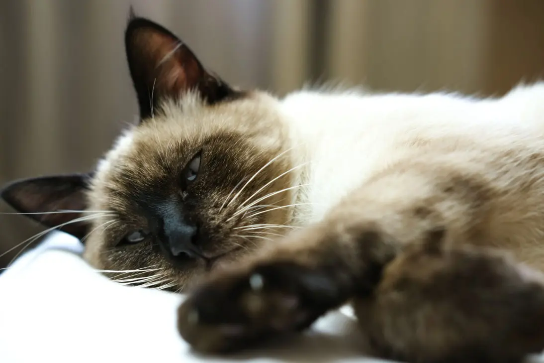 Emergency signs of severe seizures and status epilepticus in cats requiring immediate veterinary care
