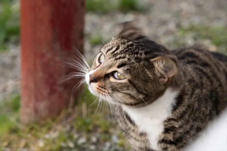 Cat Shaking Head 1