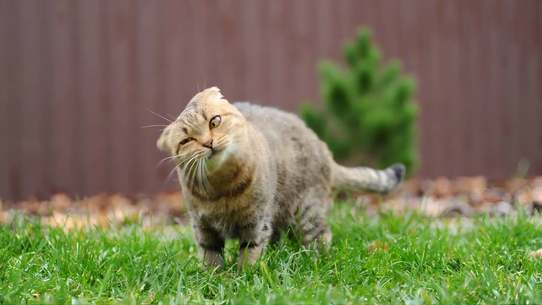 Cat shaking head: clinical assessment and triage support
