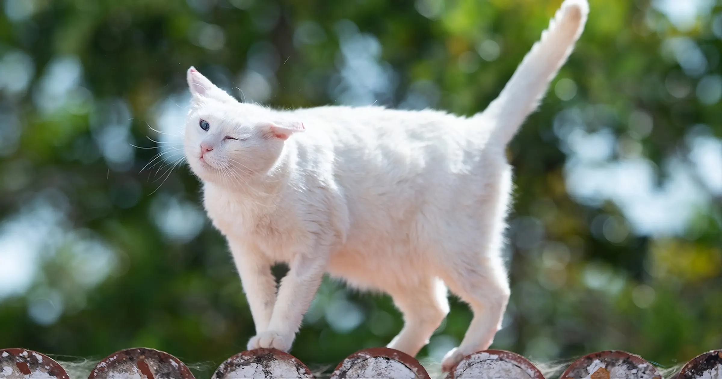 Emergency signs of severe head shaking and ear conditions in cats requiring immediate veterinary care