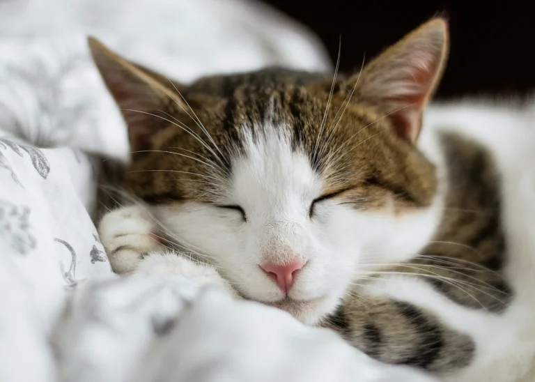 Cat Sleeping Too Much 1