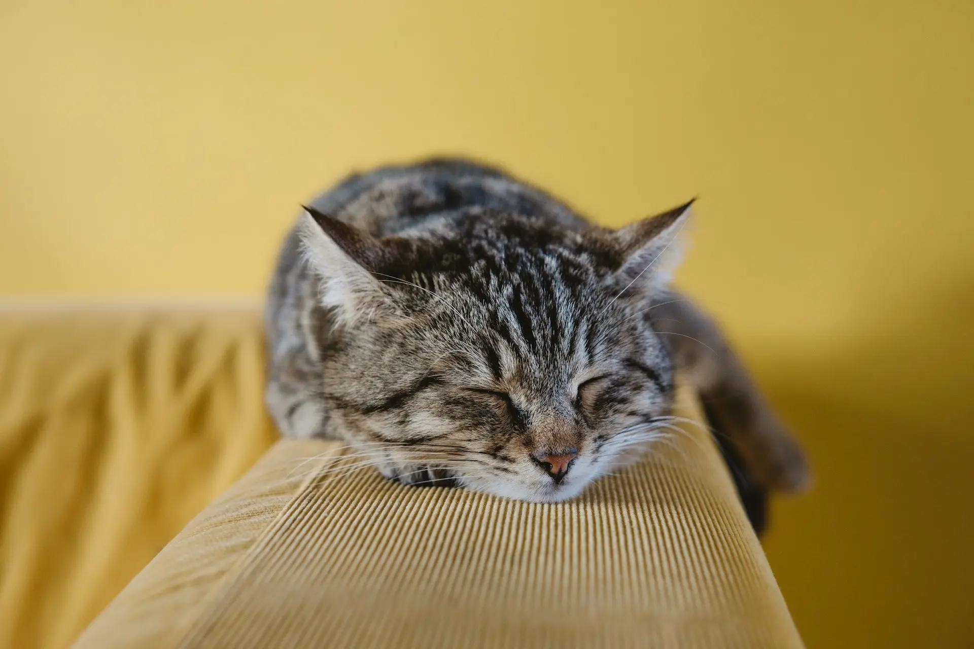 Cat sleeping too much: clinical assessment and triage support