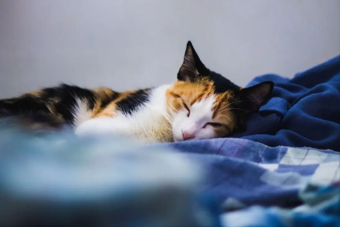 Emergency signs of severe lethargy and excessive sleeping in cats requiring immediate veterinary care