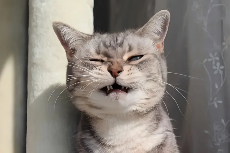 Cat Sneezing A Lot 1