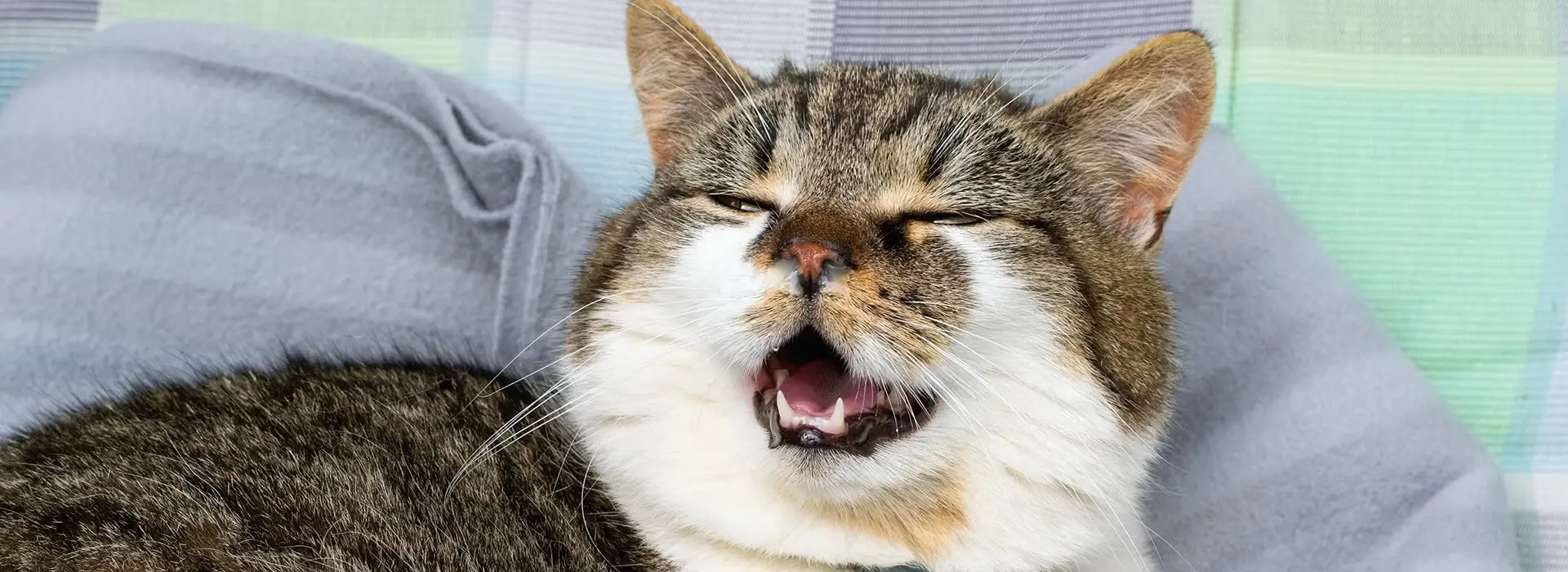 Cat sneezing a lot: clinical assessment and triage support