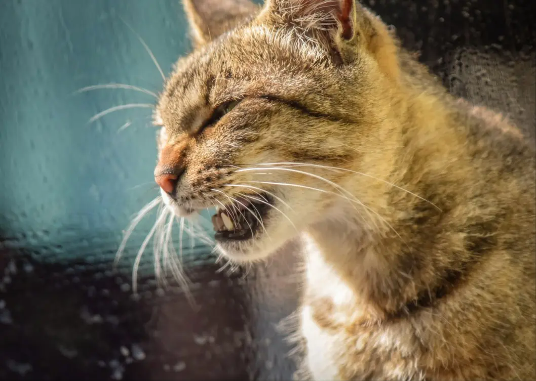 Emergency signs of severe respiratory issues in cats requiring immediate veterinary care