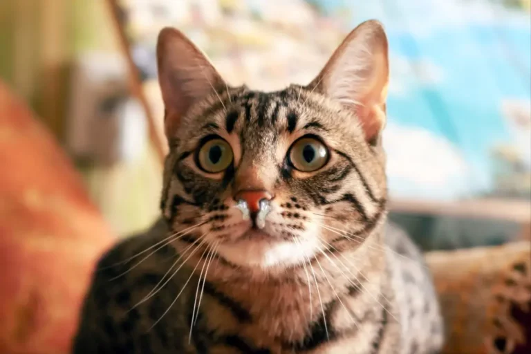 Cat Sneezing And Runny Nose 1