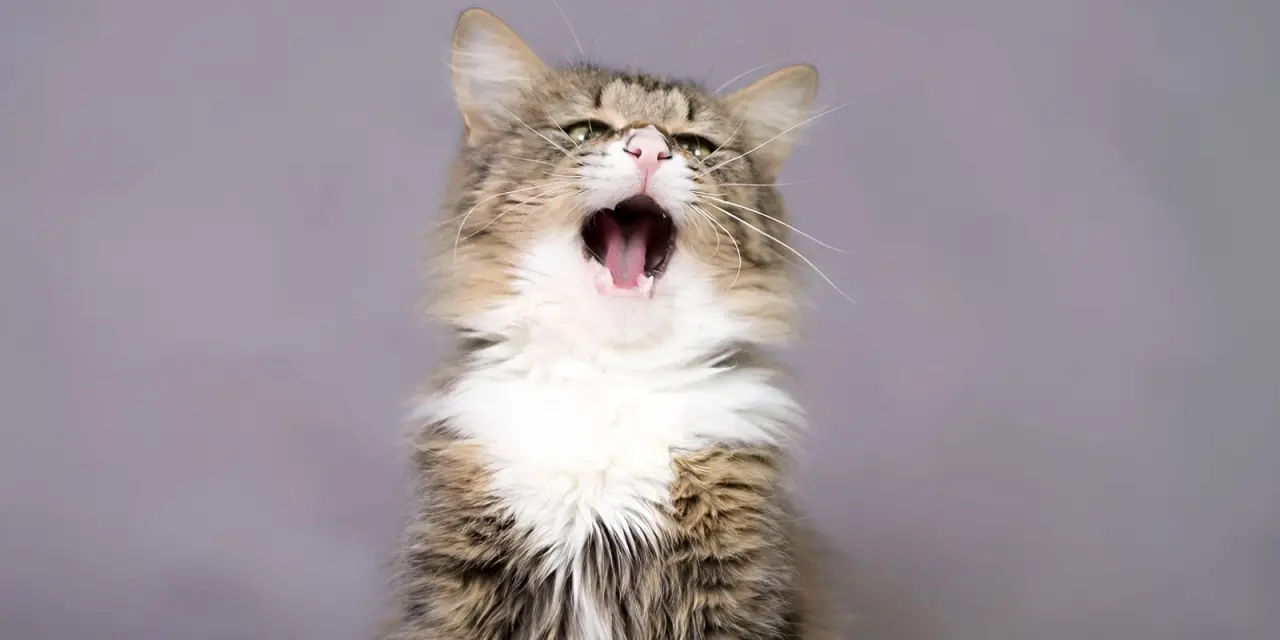 Emergency signs of severe respiratory issues in cats requiring immediate veterinary care