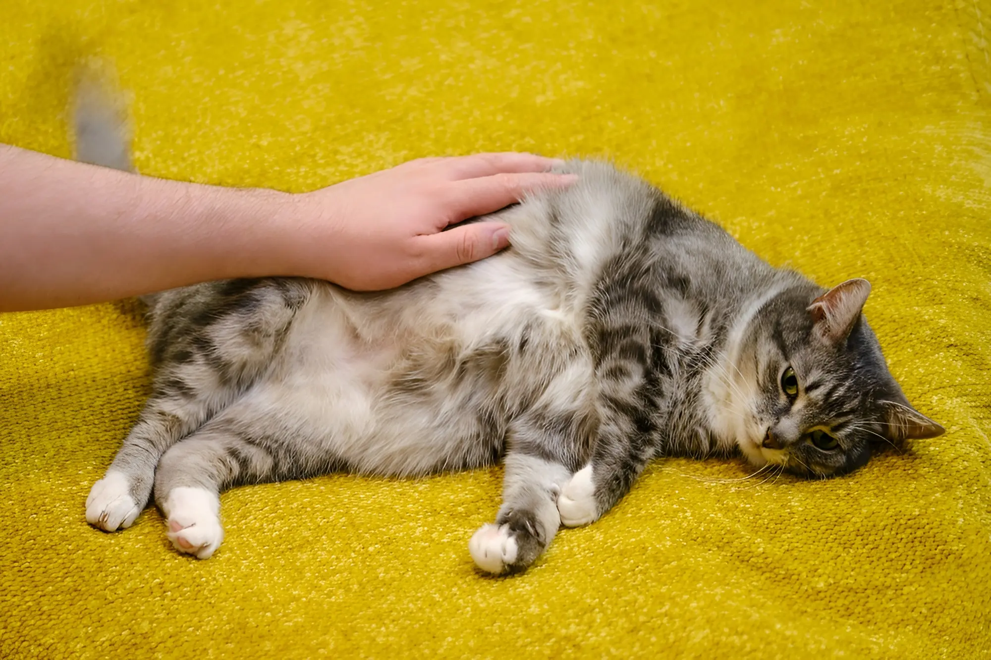 Cat with swollen belly: home care guidelines and clinical monitoring