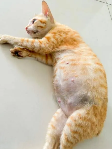 Cat with swollen belly showing signs of emergency condition needing immediate veterinary care