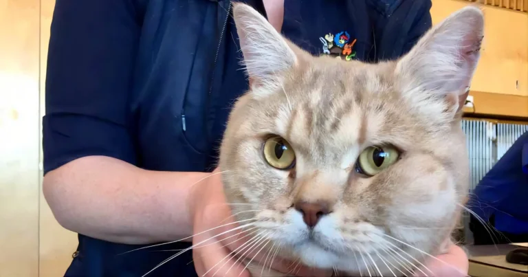 Cat Swollen Face 1