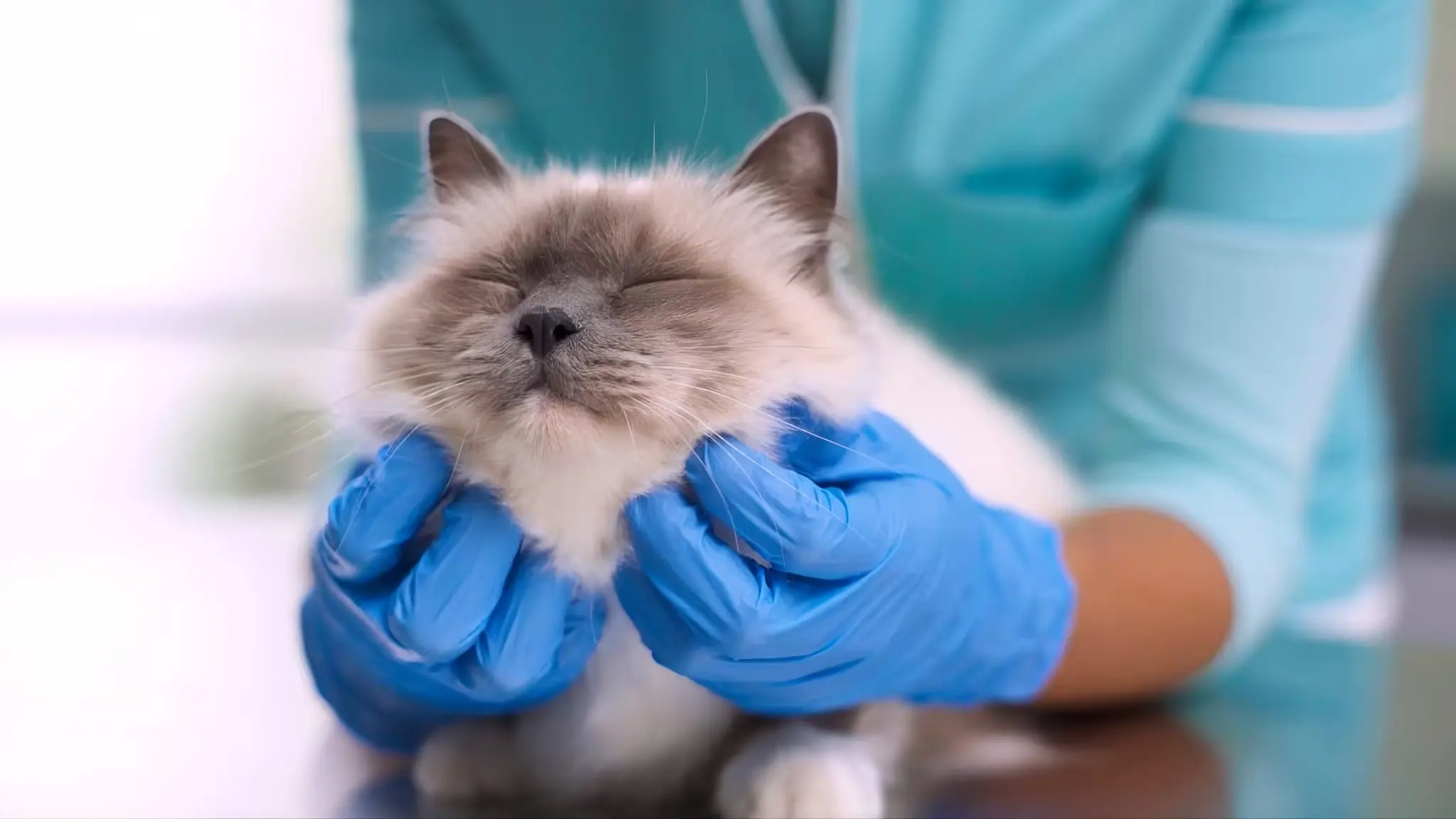 Cat with swollen face: home care guidelines and clinical monitoring
