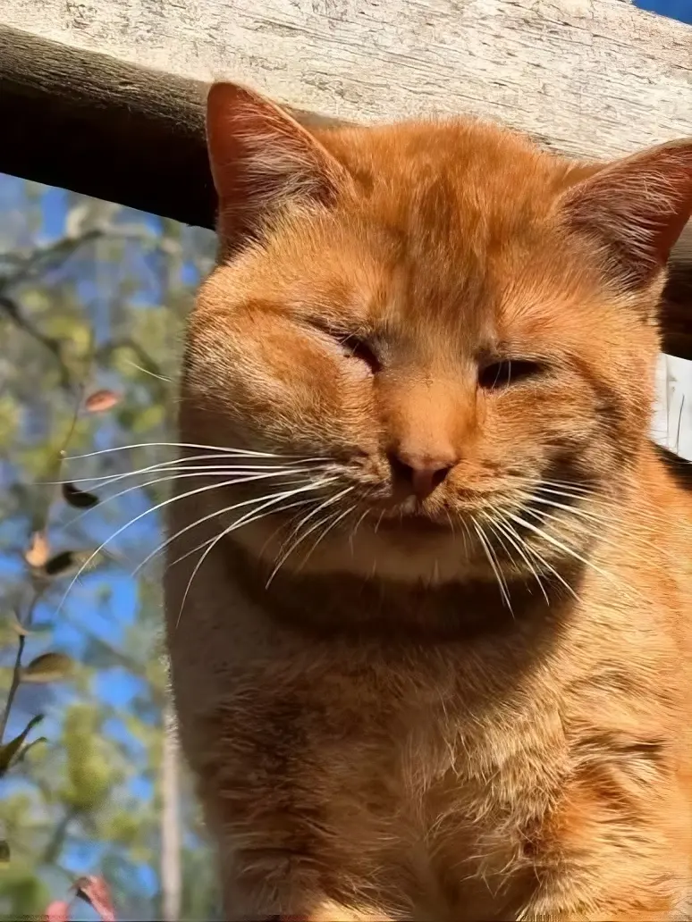 Cat with swollen face showing signs of emergency condition needing immediate veterinary care