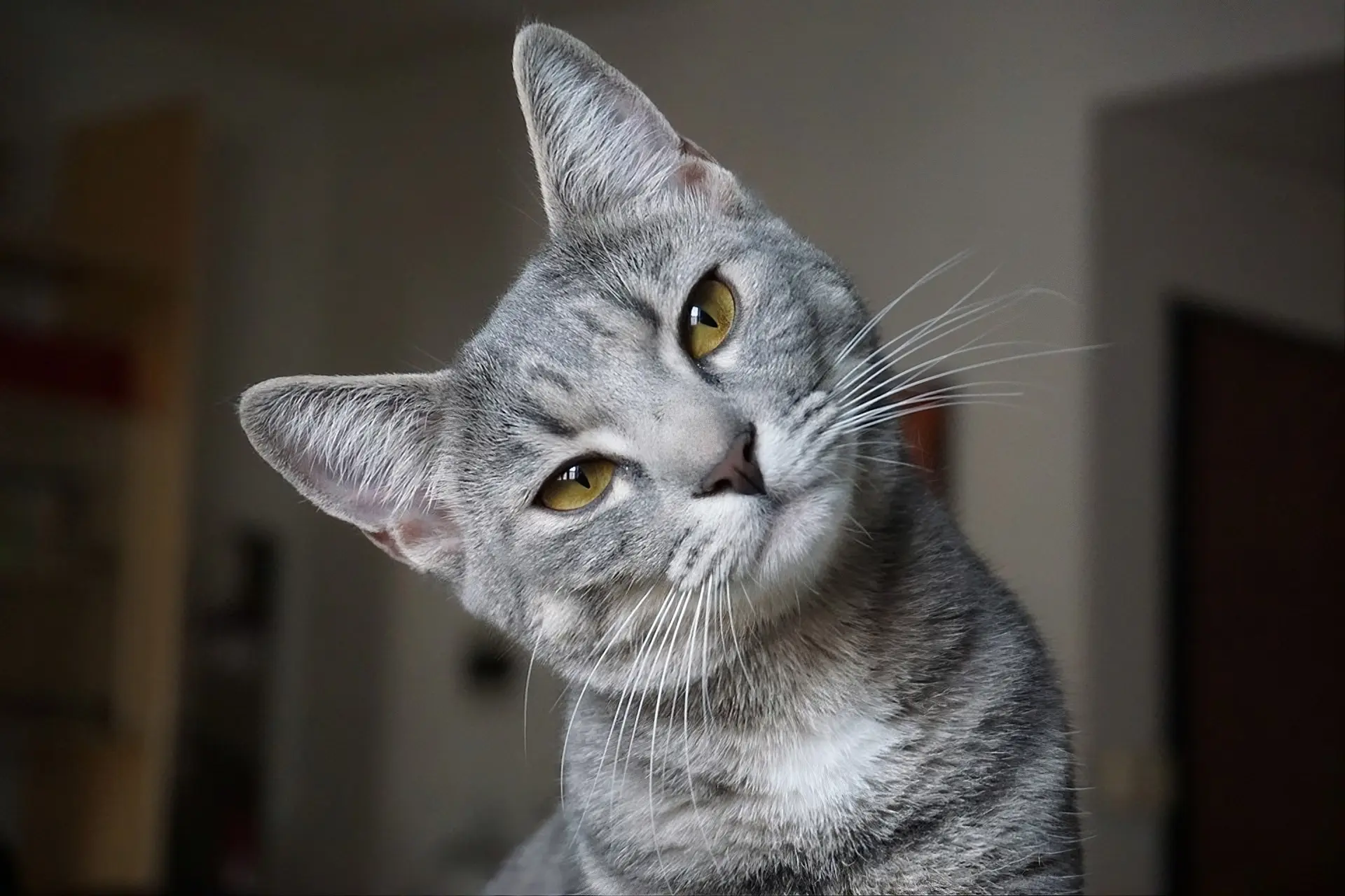 Cat tilting head: clinical assessment and triage support