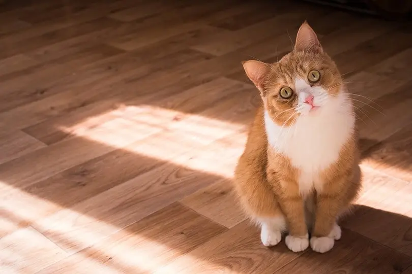 Emergency signs of severe head tilt and vestibular disease in cats requiring immediate veterinary care