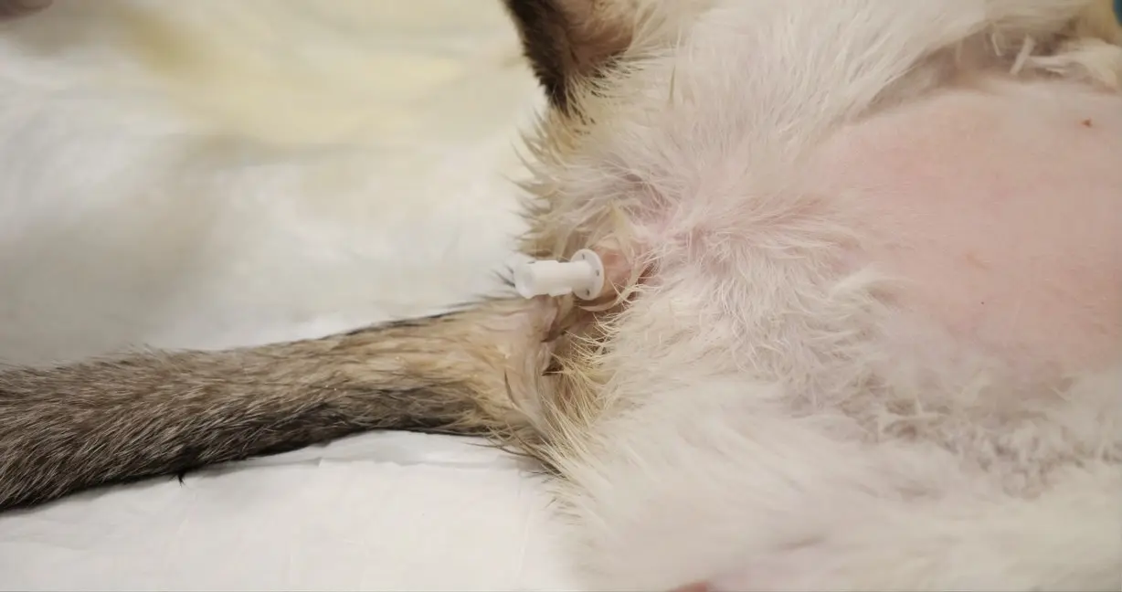 Cat showing signs of urinary blockage including straining and vocalizing requiring immediate emergency care
