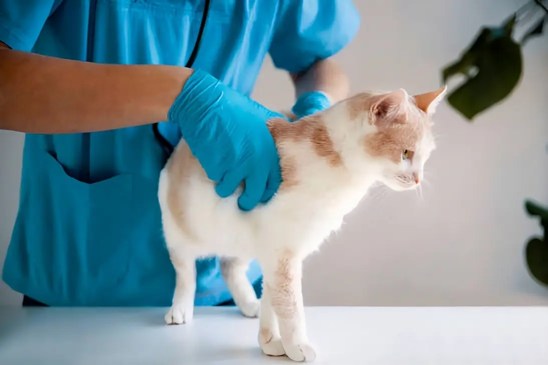 Emergency signs of severe urinary obstruction in cats requiring immediate veterinary care