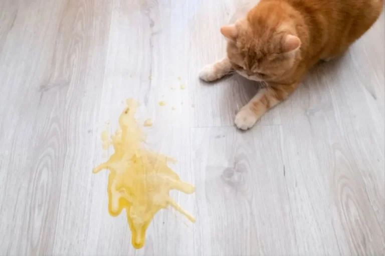 Cat Vomiting 1