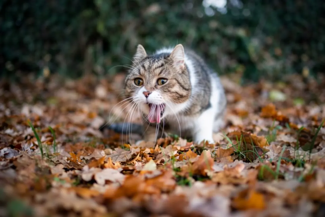Cat vomiting: clinical assessment and triage support