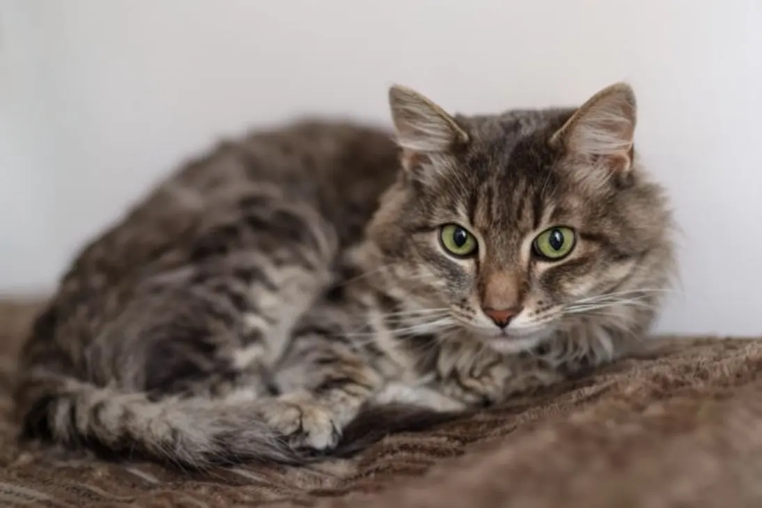 Emergency signs of severe vomiting in cats requiring immediate veterinary care