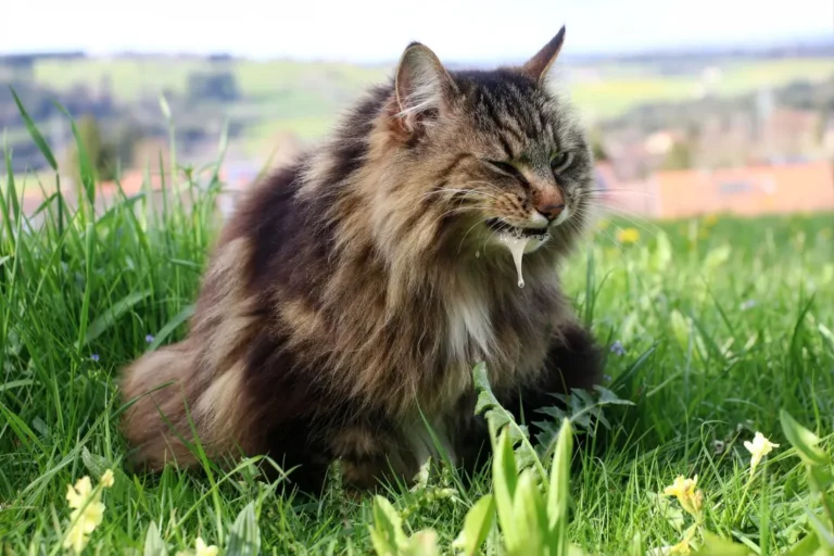 Cat Vomiting White Foam 1