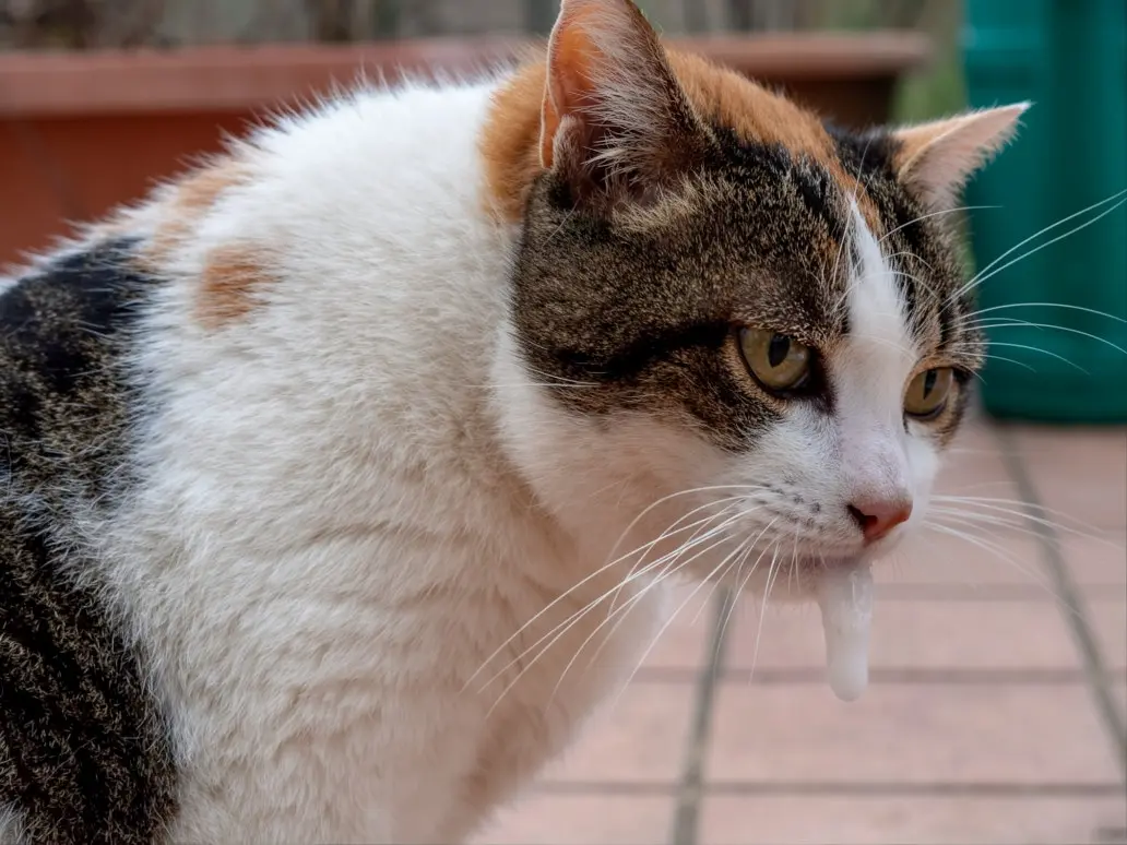 Cat vomiting white foam: clinical assessment and triage support