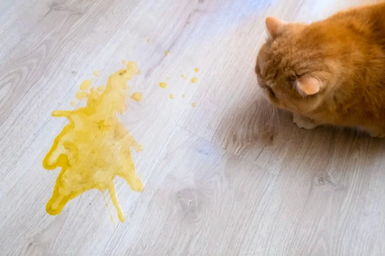 Cat Vomiting Yellow 1