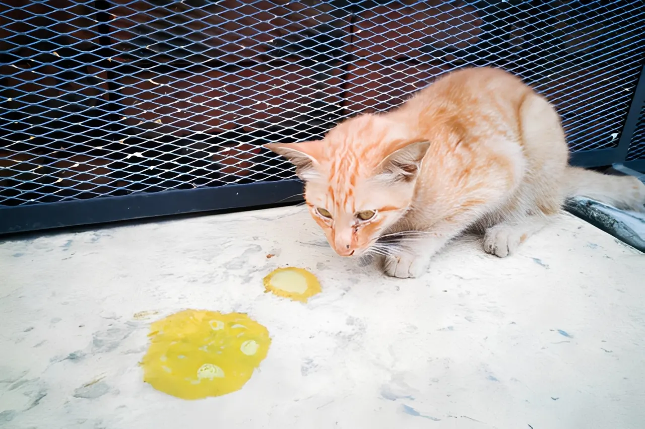 Cat vomiting yellow: clinical assessment and triage support