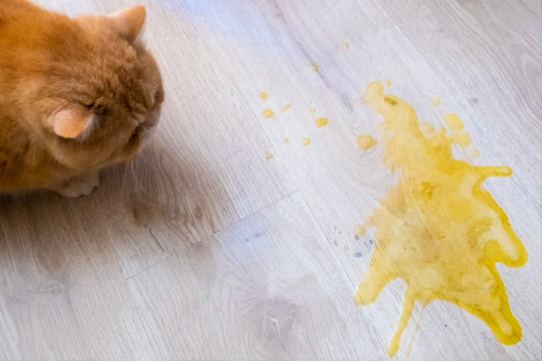 Emergency signs of severe yellow vomiting in cats requiring immediate veterinary care