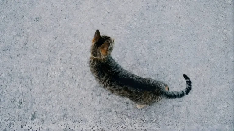 Cat Walking In Circles 1
