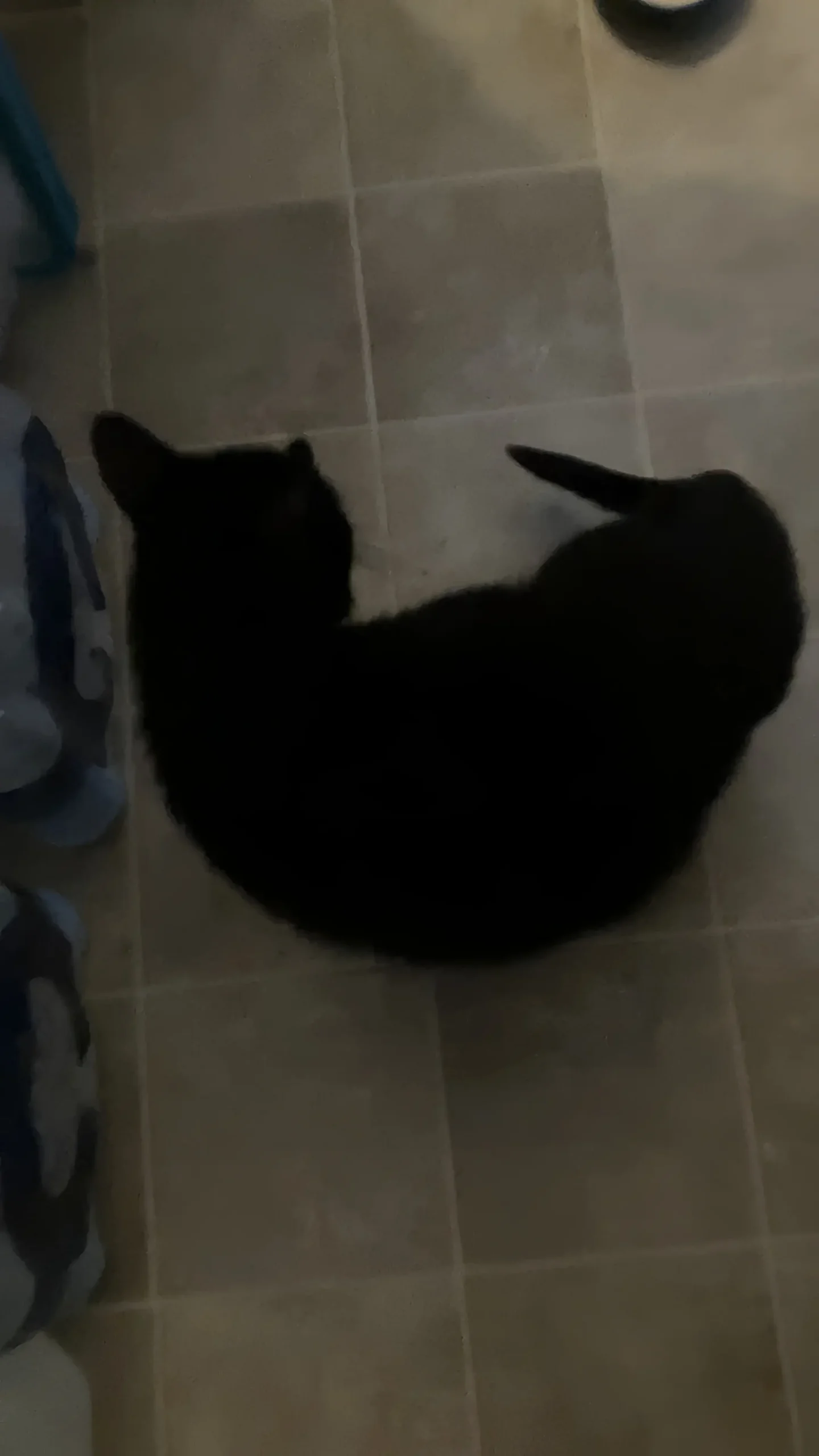 Cat walking in circles showing signs of neurologic emergency requiring immediate veterinary care