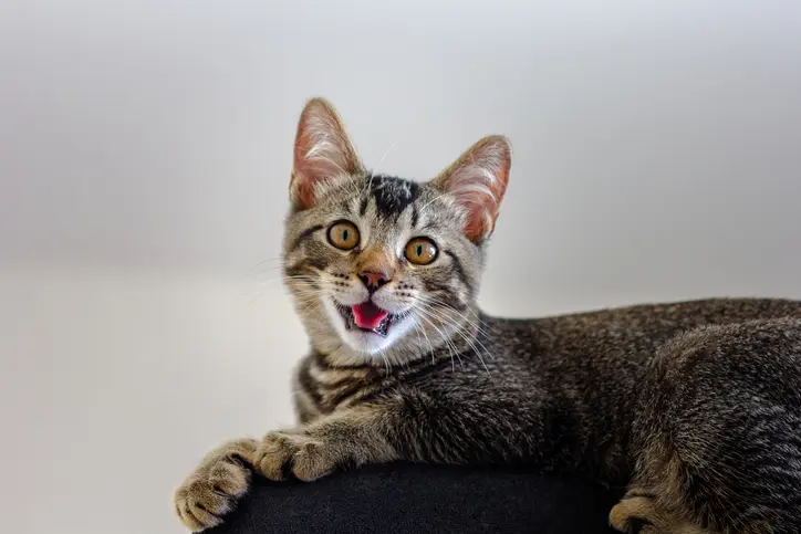 Cat Wheezing 1