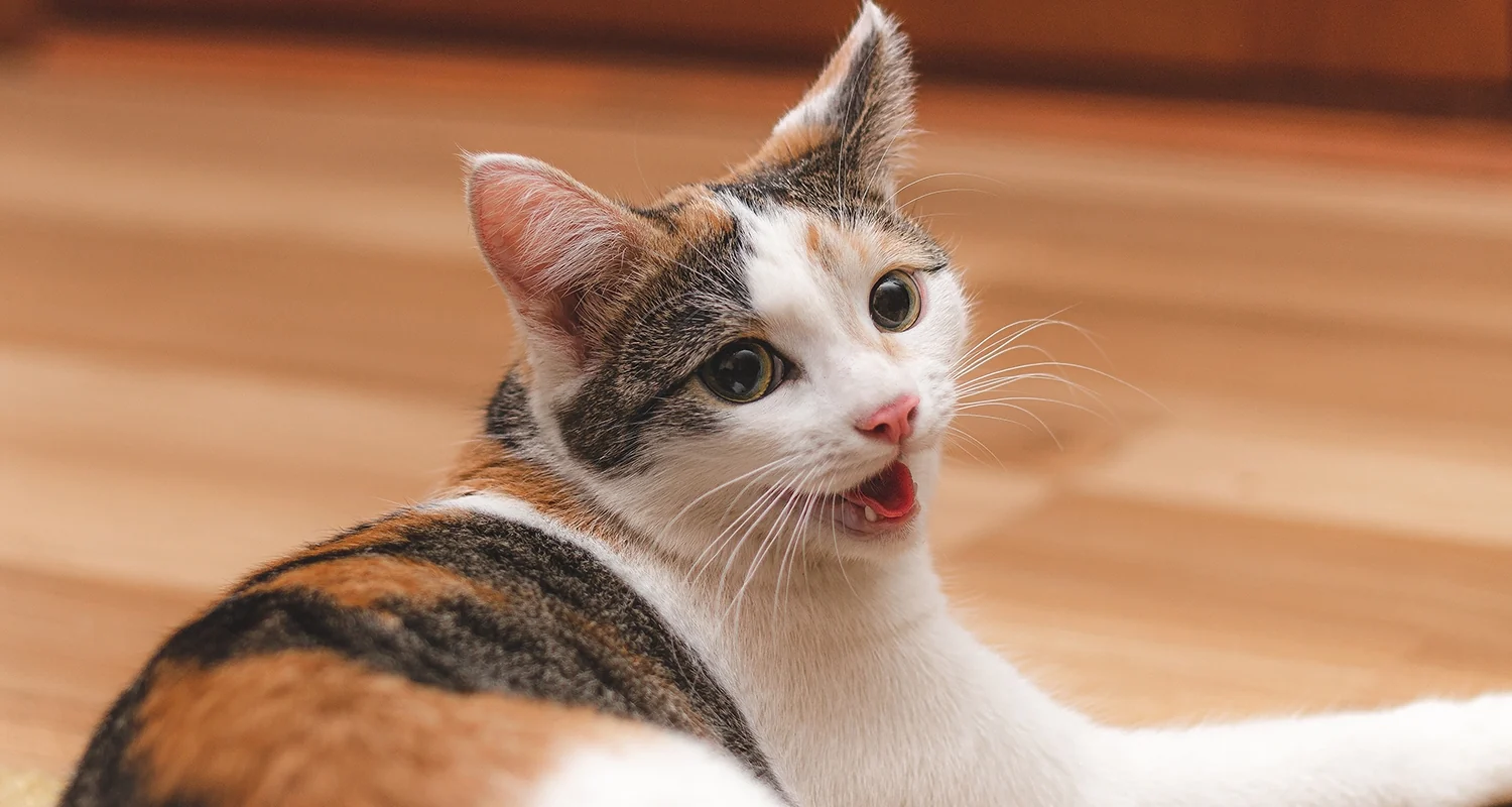 Cat wheezing: clinical assessment and triage support