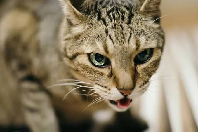 Emergency signs of severe wheezing and respiratory distress in cats requiring immediate veterinary care