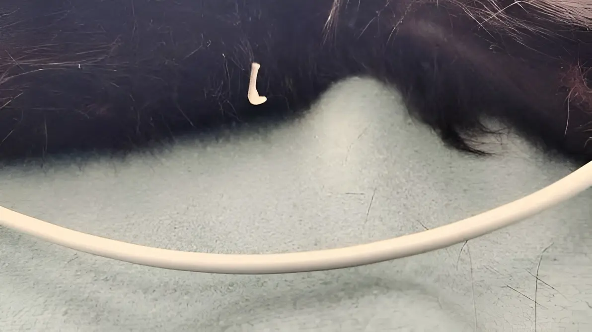 Cat showing signs of intestinal worms including weight loss, pot-bellied appearance, and rice-like segments requiring clinical assessment