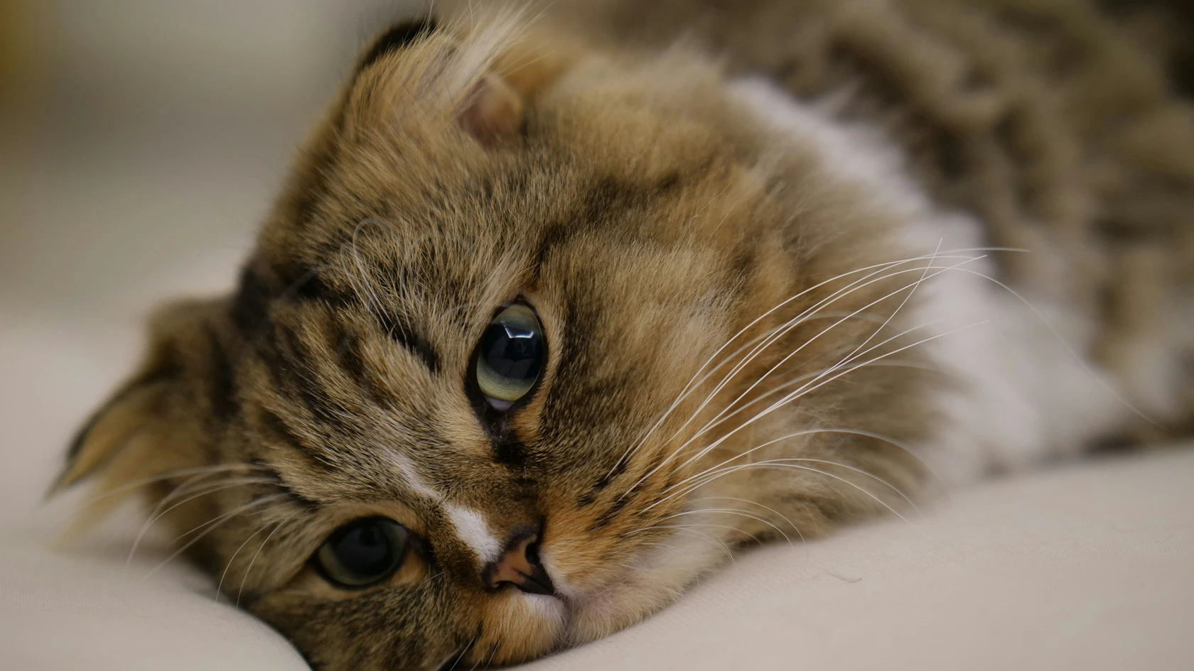 Severe worm infestation in cats requiring prompt veterinary care showing anemia, intestinal blockage, and systemic signs