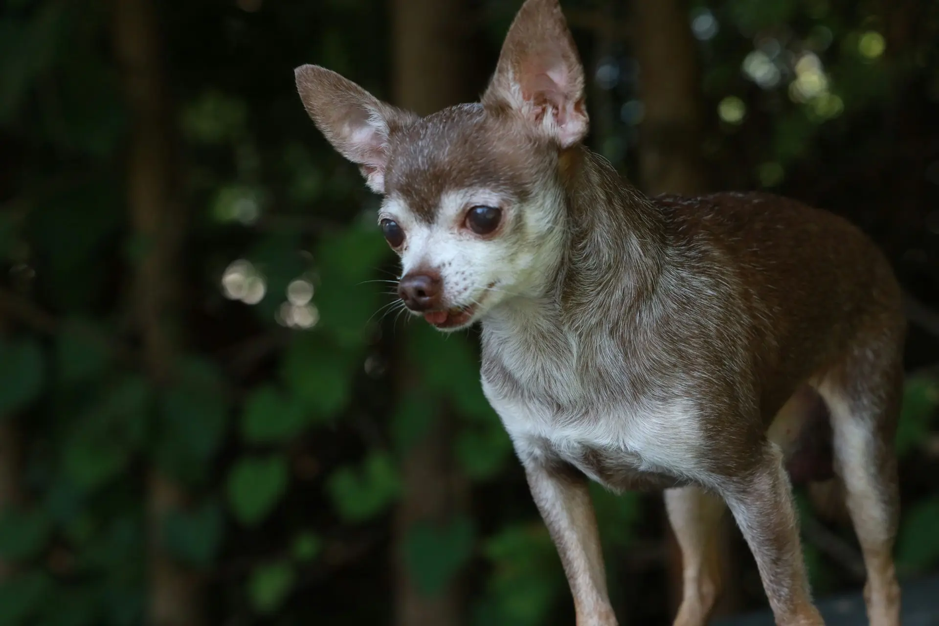 Chihuahua shaking: clinical assessment and triage support