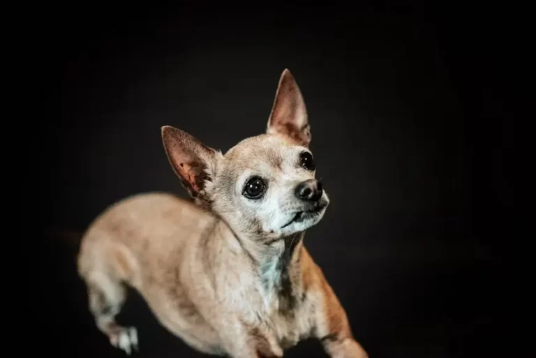 Chihuahua Shaking 2