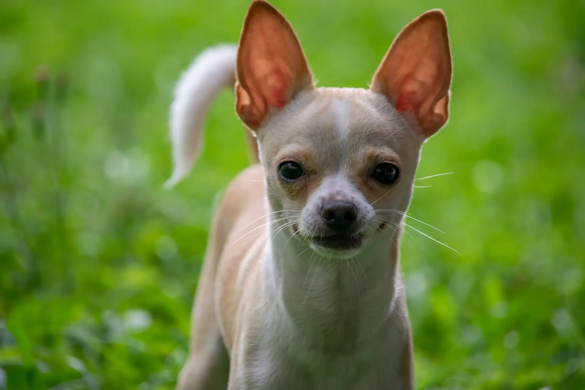 Emergency signs of severe shaking in Chihuahuas requiring immediate veterinary care