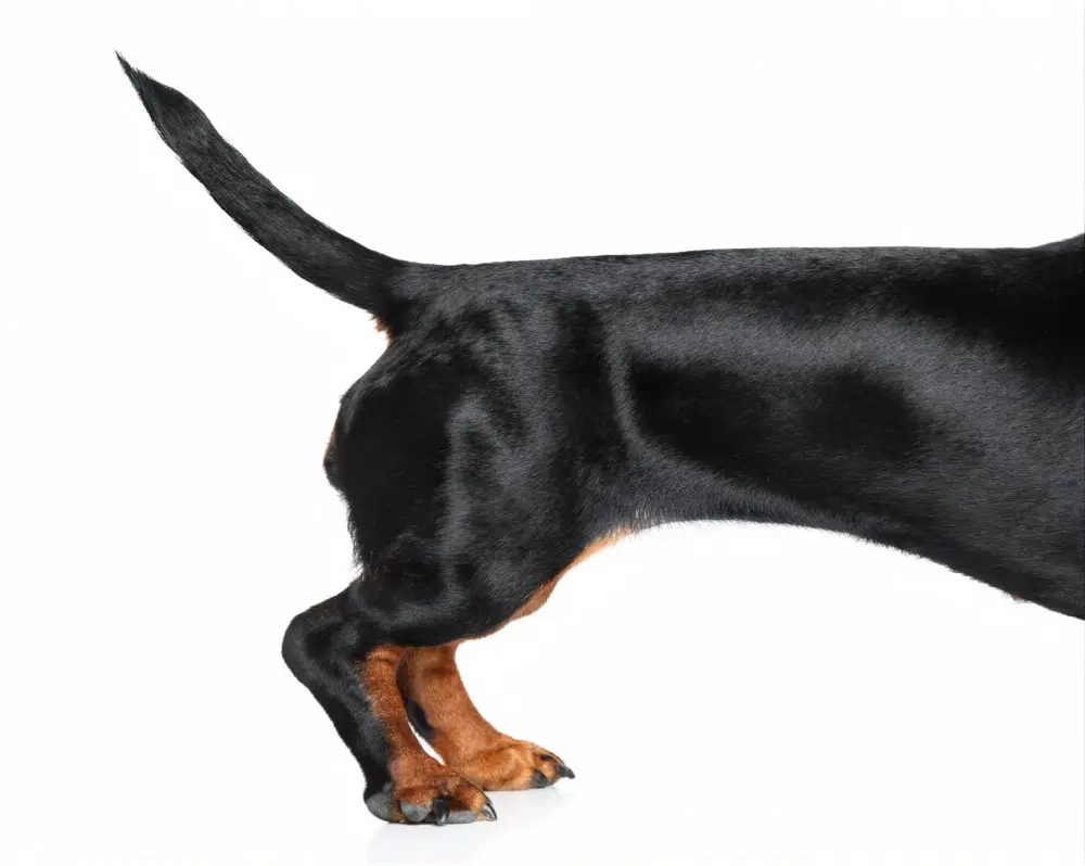 Emergency signs of severe back issues in Dachshunds requiring immediate veterinary care
