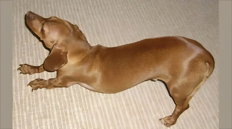 Dachshund Back Problems 2